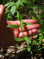 Polygala senega latifolia