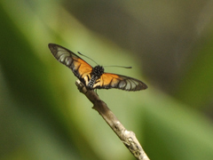 Acraea silia