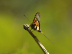 Acraea silia