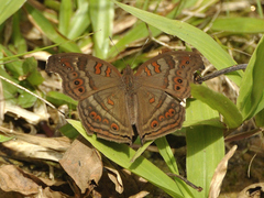 Junonia goudotii