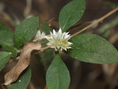 Alternanthera ficoidea