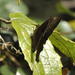 Papilio mangoura - Photo (c) Seth Musker, algunos derechos reservados (CC BY), subido por Seth Musker