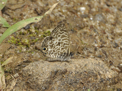Leptotes rabefaner