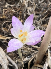 Colchicum lusitanum