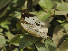 Protogoniomorpha duprei