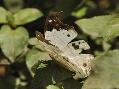 Protogoniomorpha duprei