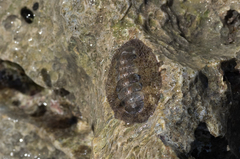 Acanthopleura gemmata