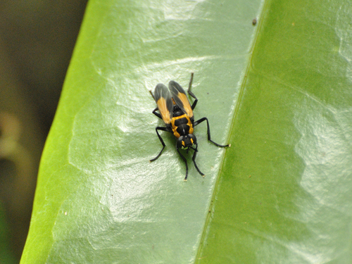 Hermya regalis