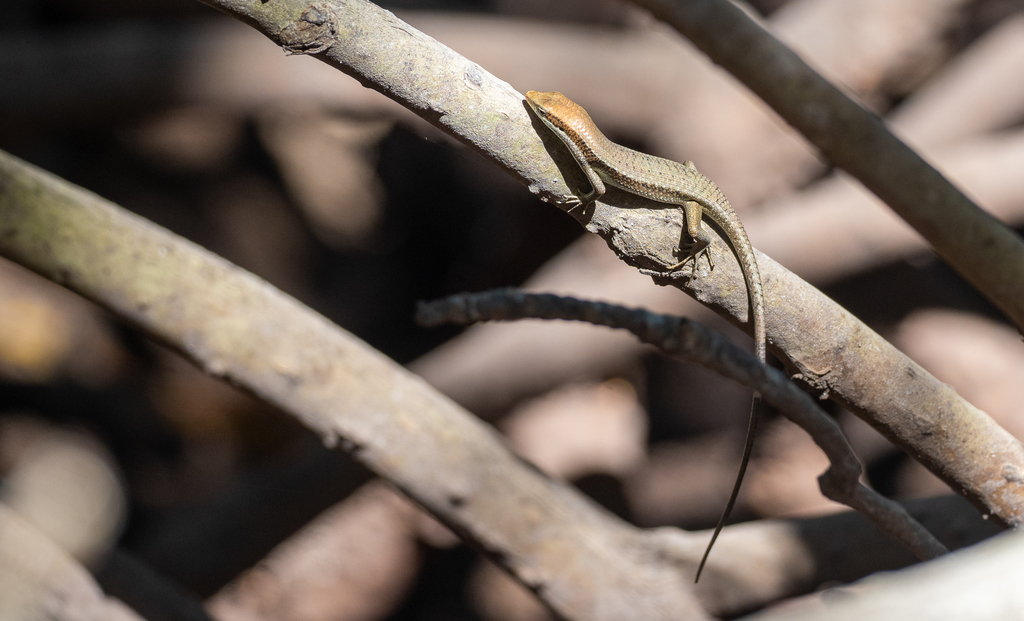 Striking Philippine Sun Skink