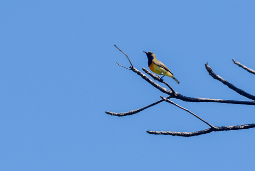 Palawan Sunbird (Cinnyris aurora), photo 10