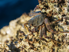 Grapsus tenuicrustatus