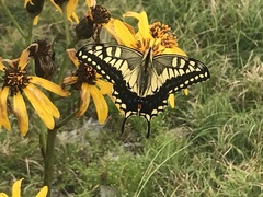Papilio machaon hippocrates