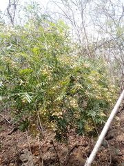 Thouinidium decandrum