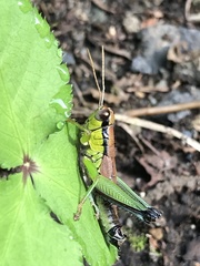 Parapodisma tenryuensis