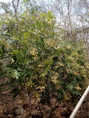 Thouinidium decandrum