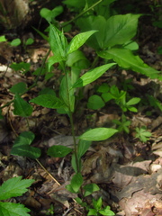 Polygala senega latifolia
