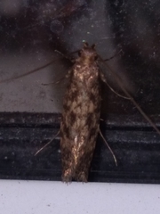 Lindera tessellatella