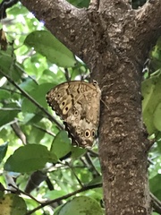 Neope goschkevitschii