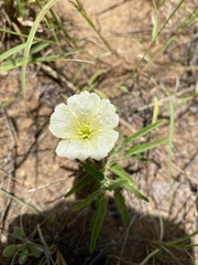 Monsonia