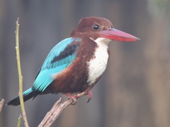 Halcyon smyrnensis