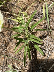 Monsonia