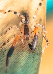 Austrophaea zebra