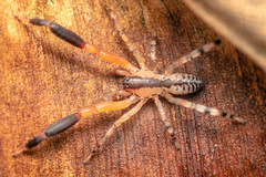 Austrophaea zebra