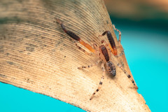 Austrophaea zebra