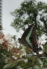 Graphium sarpedon nipponum