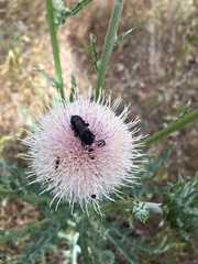Cirsium occidentale
