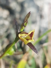 Centranthera tranquebarica