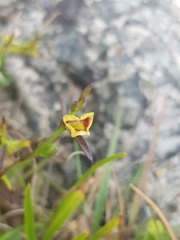 Centranthera tranquebarica