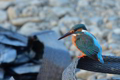 Alcedo atthis