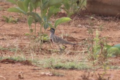 Vanellus superciliosus