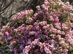 Thryptomene