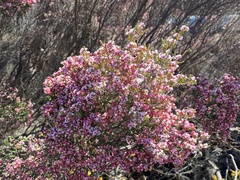 Thryptomene