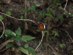 Danaus genutia
