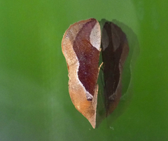 Hypocala guttiventris