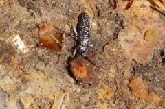 Pogonognathellus longicornis