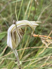 Pterostylis coccina