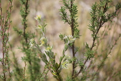 Pimelea octophylla