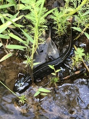 Cynops ensicauda ensicauda
