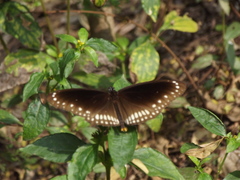 Euploea core