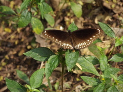 Euploea core