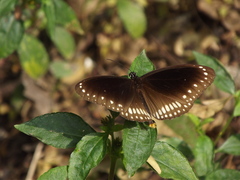 Euploea core