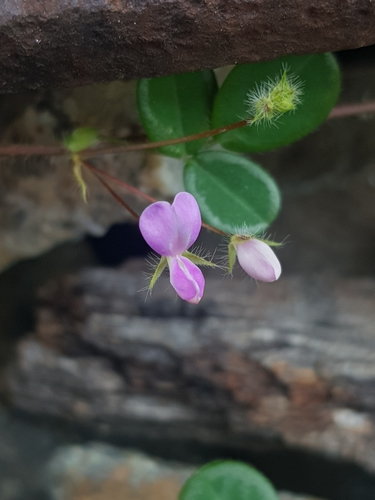 variable-leaf ticktrefoil (Desmodium heterophyllum)