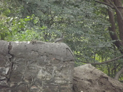 Funambulus pennantii