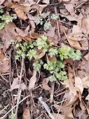 Petroselinum crispum