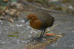 Rallina eurizonoides