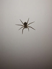 Philodromus spinitarsis